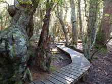 More forest