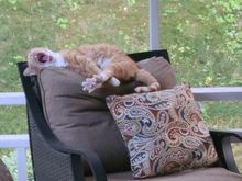 My grand cat, because you all (especially Ziggy) have not seen a picture of him lately. You’re welcome Zig. 