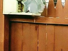 We have two squirrel feeders in our yard. They love these. 