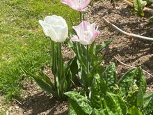 The last of the tulips. 