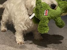 Happy Birthday Barry! 11 today. Alligator squeaks very well. He won’t share either