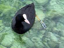 An American coot???????