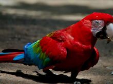Parrot 