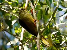 A bellbird in the Royal Botanic Garden.
