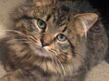 Lenny my new grand kitten 