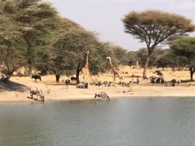 Giraffe and wildebeest in Tarangire
