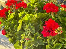 
Geraniums!  

https://www.hgtv.com/outdoors/flowers-and-plants/flowers/geranium-care