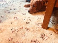 The puppy is so disappointed that we won’t let her catch our in-laws’ cat. She has the cat treed in the Christmas tree in this pic. 
