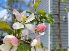 First time blooming from our "grown-from-seed" apple tree