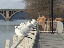 Pigeon parking at Georgetown waterfront park