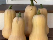 harvested the squash from the volunteer squash plant, and I pulled the whole plant up as i was getting tired of it