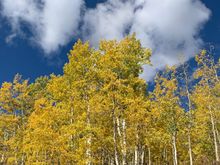 Got lucky with clouds framing this aspen grove..