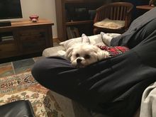 Madam found her lap for the evening 