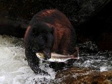 Annan Creek, Alaska