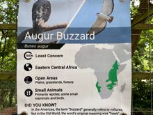 At the very bottom of the sign, it explains that in the US a buzzard is a vulture but in the old world the original meaning was “hawk”.