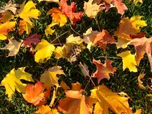 Hated to rake up these beautiful leaves.