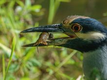Yellow-crowned Night Herron with lunch!