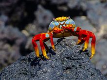 Sally Lightfoot crab