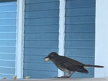 Pearly eyed thrasher