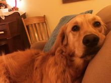 Lily thinks clones are dumb.