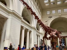 Largest dinosaur unearthed in 2010