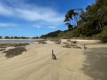 These visitors are a long way from home.