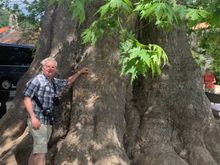 En route to Dubrovnik, a stop to admire this 600 year old Plane (sp?) tree