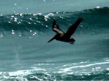 DH took this one of a pelican flying