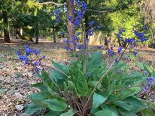 Pacific Hou ds tongue 