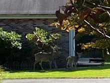 Some munchers on my neighbors lawn today... 