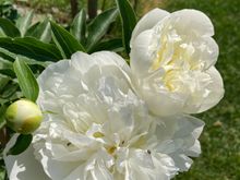 This has the nicest fragrance of all