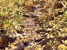 Some aspens have already reached peak.