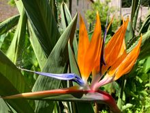 Love birds of paradise, even the plant variety, lol!