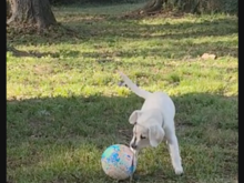 Cora is afraid of this ball.
