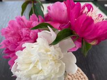 Cut the last of our peonies to bring inside 