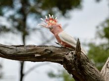 All from the Healesville bird sanctuary not far from CC’s home.