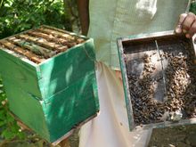 A beekeeper on the estate 