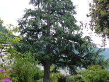 Stunning trees on promenade, Montreux