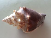 I found this while snorkeling in the water off our beach. It was not inhabited!