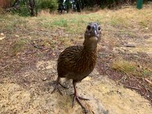 Weka flightless bird