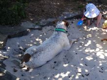 Dog, duckling, toddler in the sandpit 