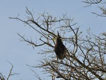 Crested Serpent Eagle