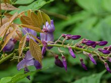 The last of the 2019 wisteria in Conques.