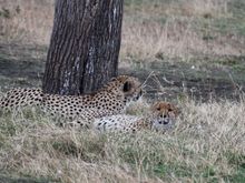 Cheetah brothers resting in the heat of the afternoon.
