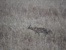 Serval cat traveling in the bush.