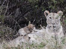 There is actually a 2nd lion cub but he was too busy nursing to turn around.