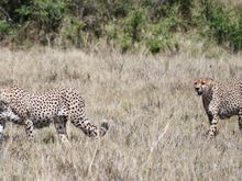 Reappearance of the same 2 cheetahs we saw in the Serengeti