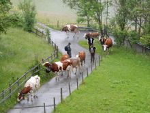 View from our apartment balcony in Wengen. We had no advanced notice. I wondered why everyone was cutting their lawns the day before.