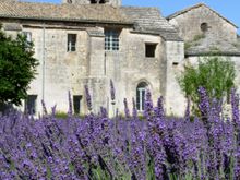 Lavender in bloom at Saint-Paul de Mausole
