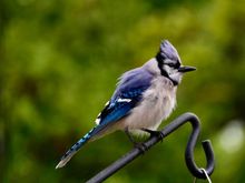 Finally a good Blue Jay shot